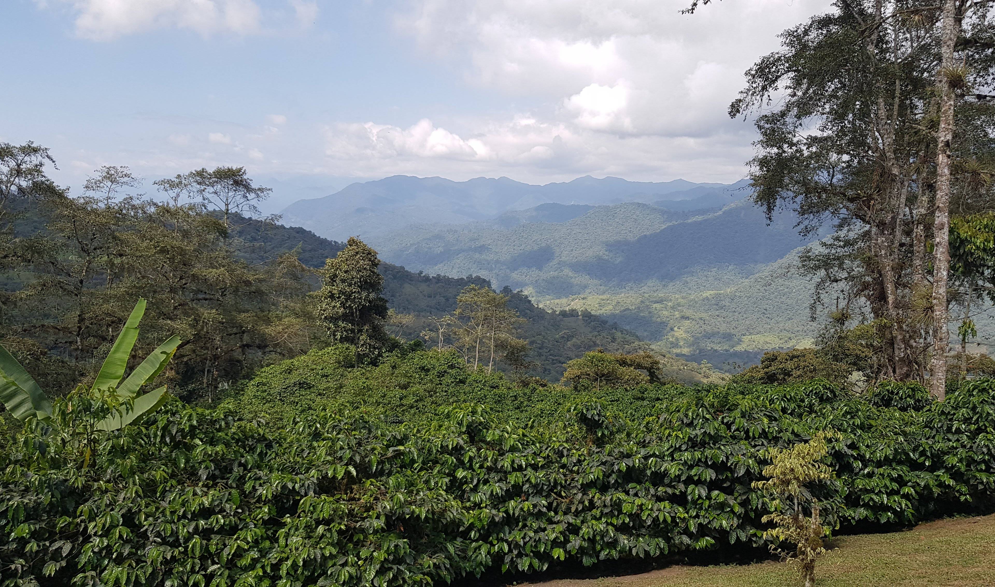 Forêt subtropicale andine, plantation de cacao et élevage de papillons