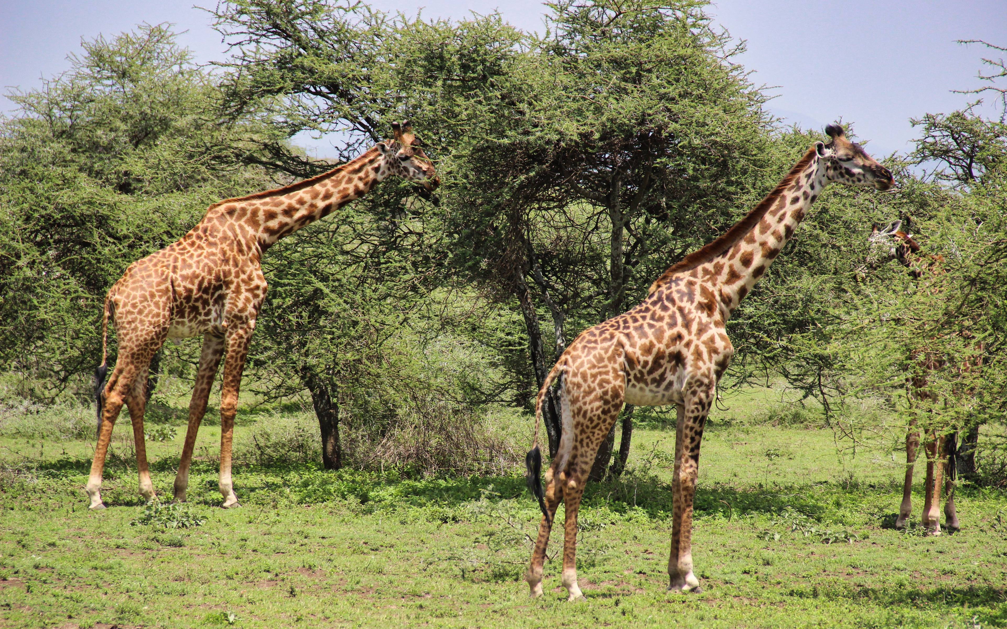 Safari dans le parc national de Mkomazi