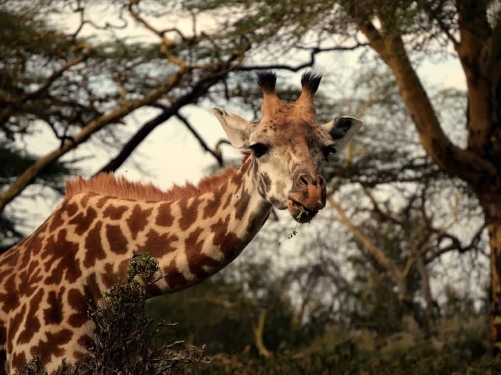 Nairobi, le Parc Amboseli et Naivasha 