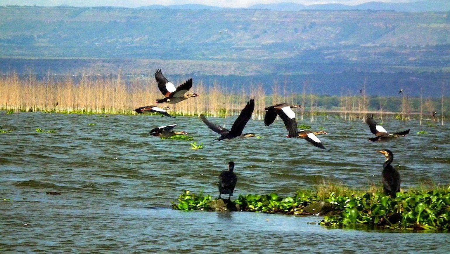 Journée découverte du Lac Naivasha