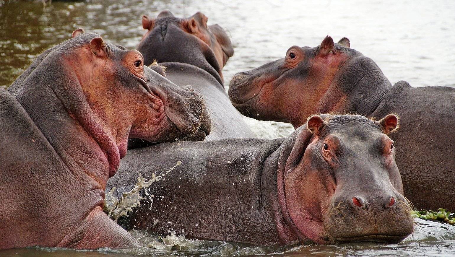 Les Hippopotames et les crocodiles de Tsavo ouest