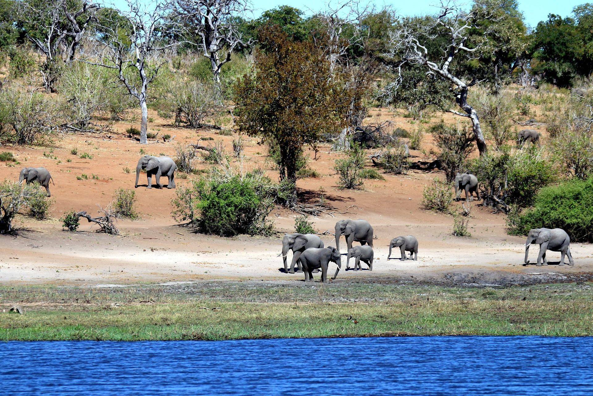 Le Botswana, royaume des éléphants