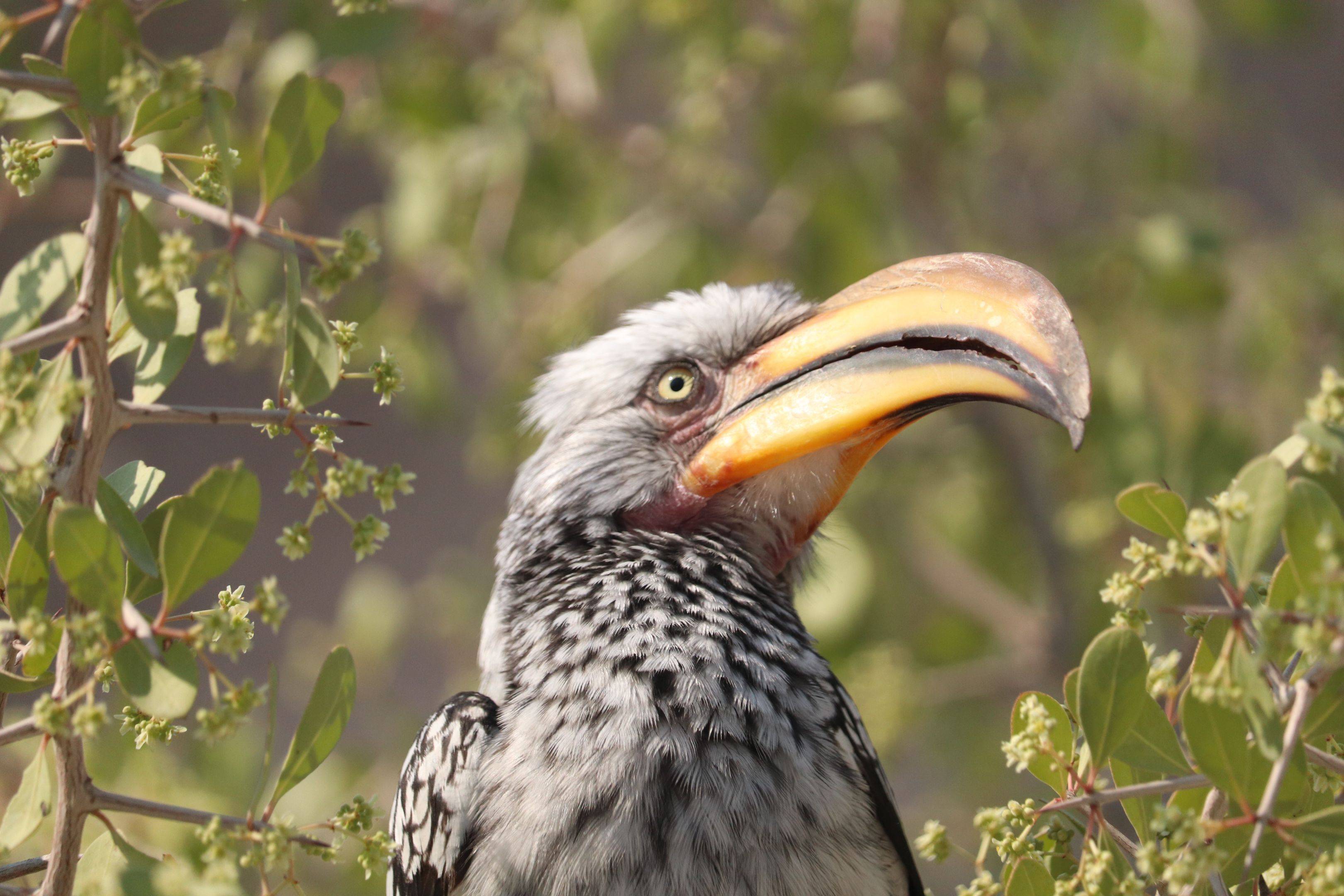 Les oiseaux de Rundu