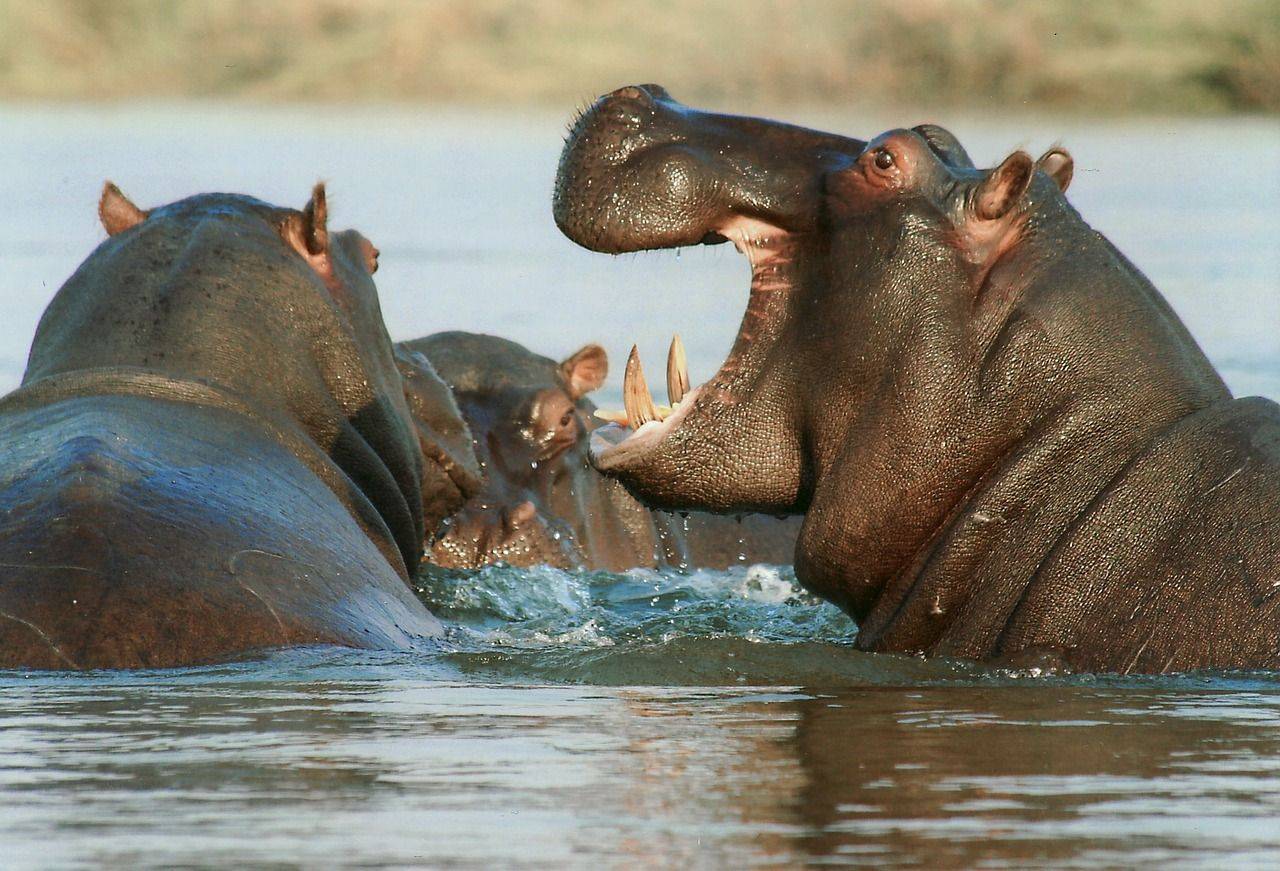 Safaris dans les réserves de Mahango et Buffalo Park