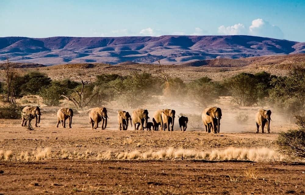 Art rupestre et éléphants du désert