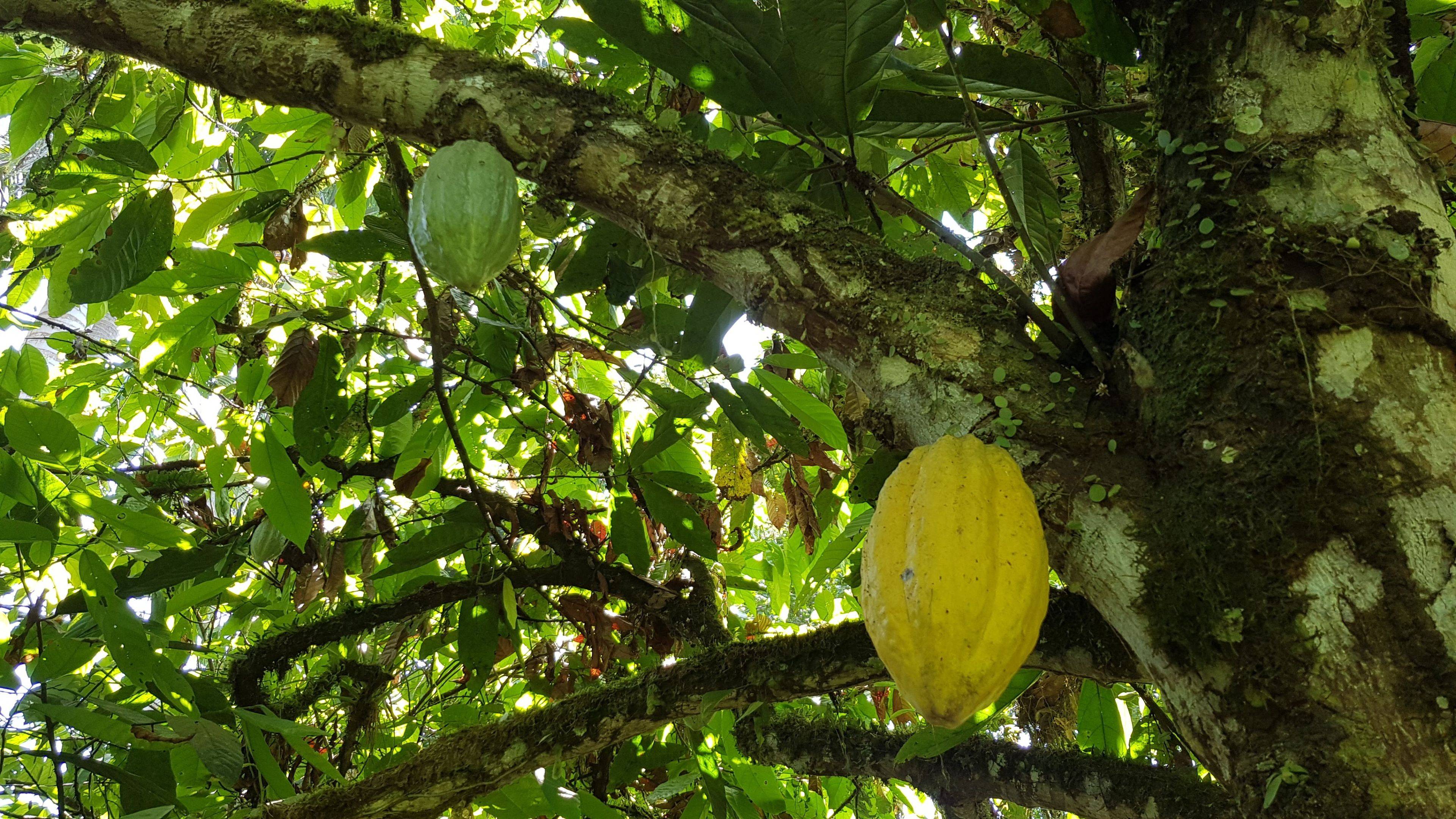 Visite d’une plantation de cacao 