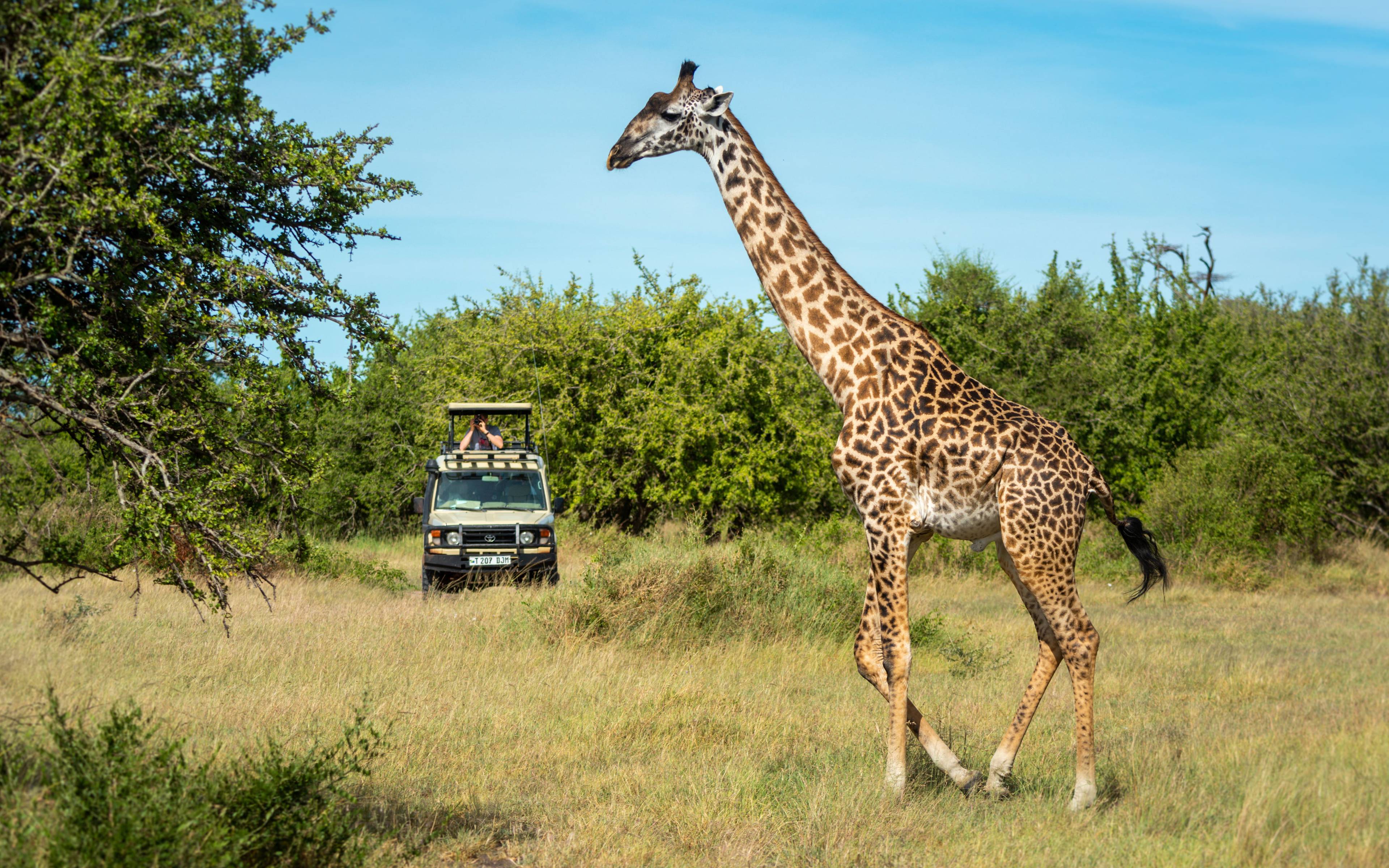 Safaris dans la réserve de Welgevonden