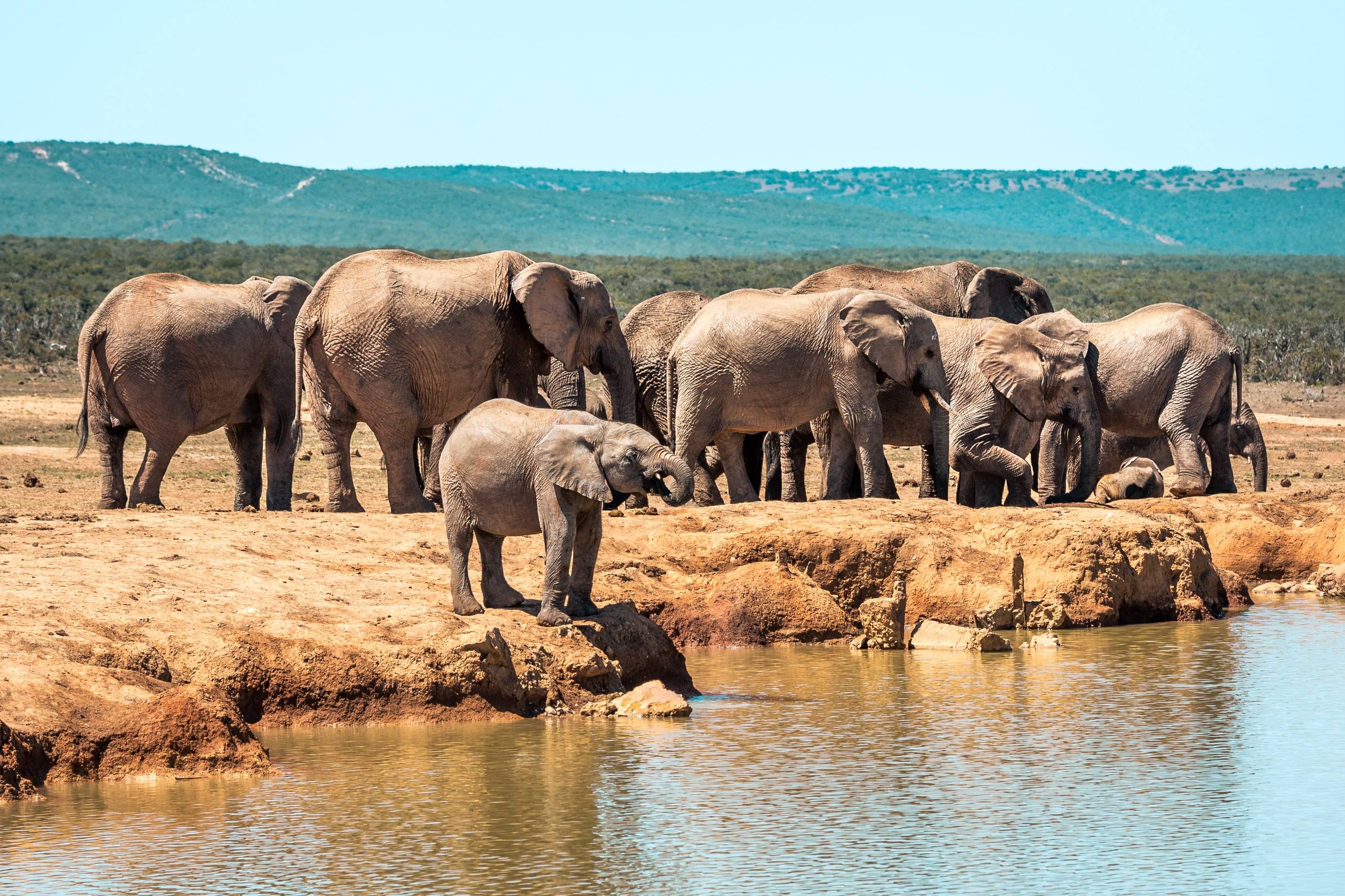 Safari à la rencontre des éléphants d'Addo