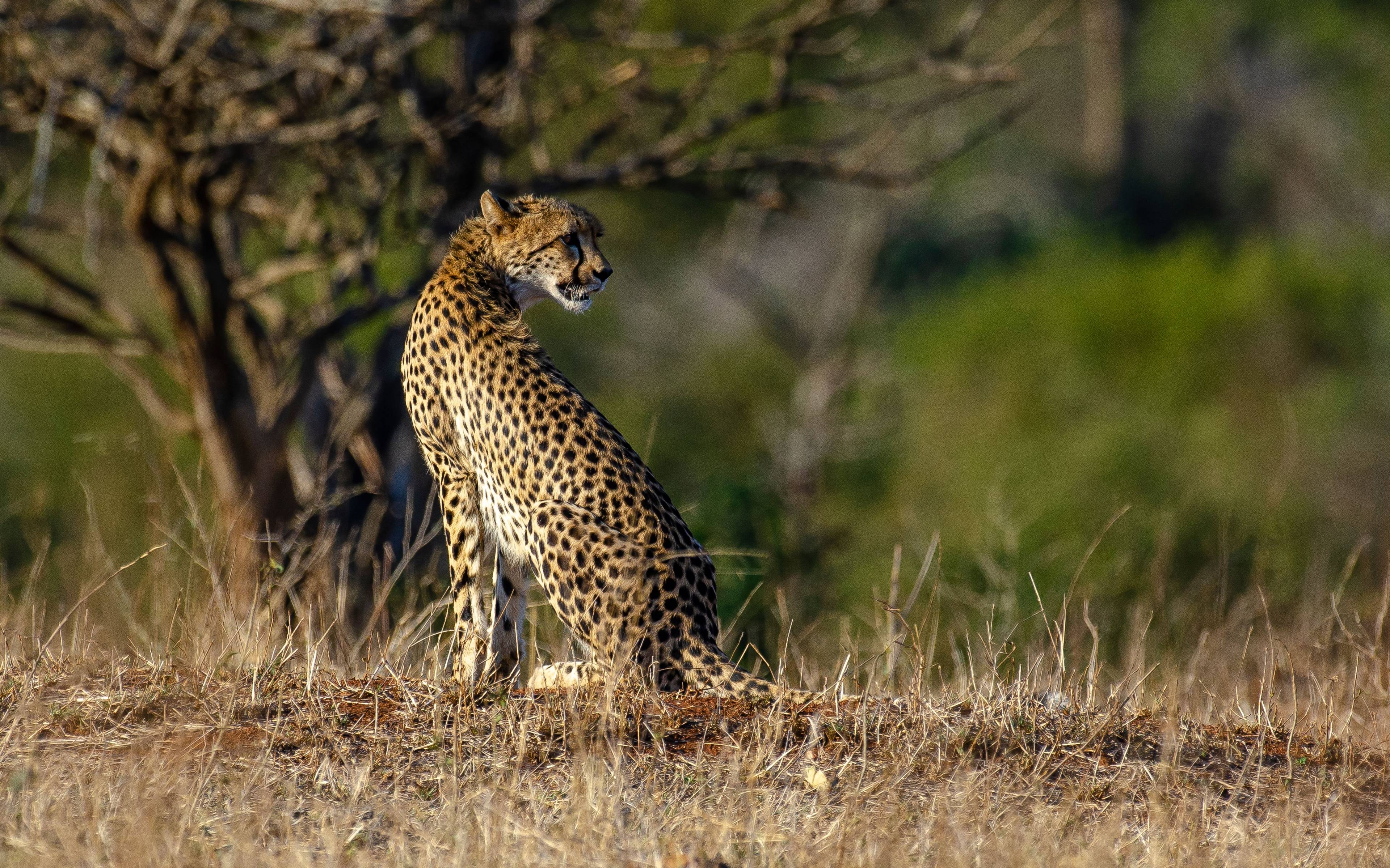 Safari dans le fameux parc Kruger