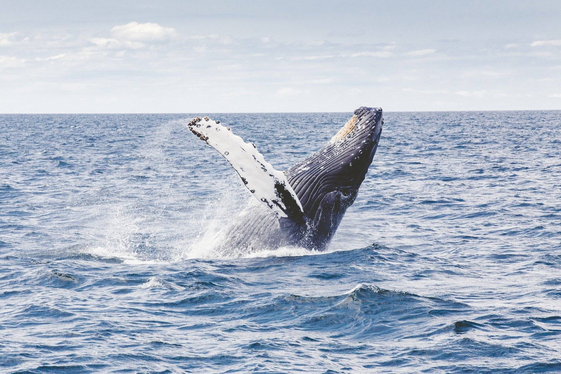 Observation des bélugas et des baleines aux Escoumins