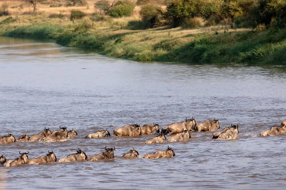 Journée découverte du Serengeti