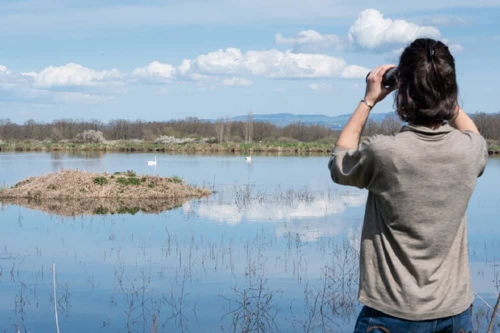 Observation des oiseaux aux étangs
