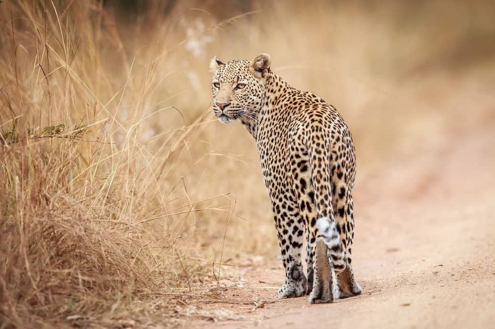 Safari en toute liberté dans le parc national Kruger