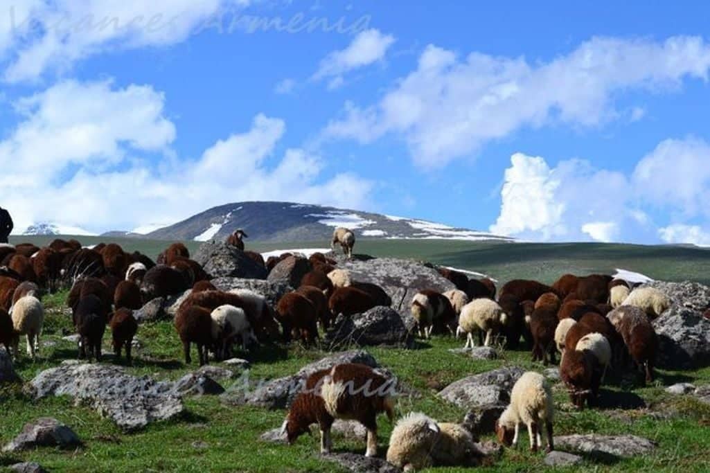 Mont Aragats : faune et flore vierge