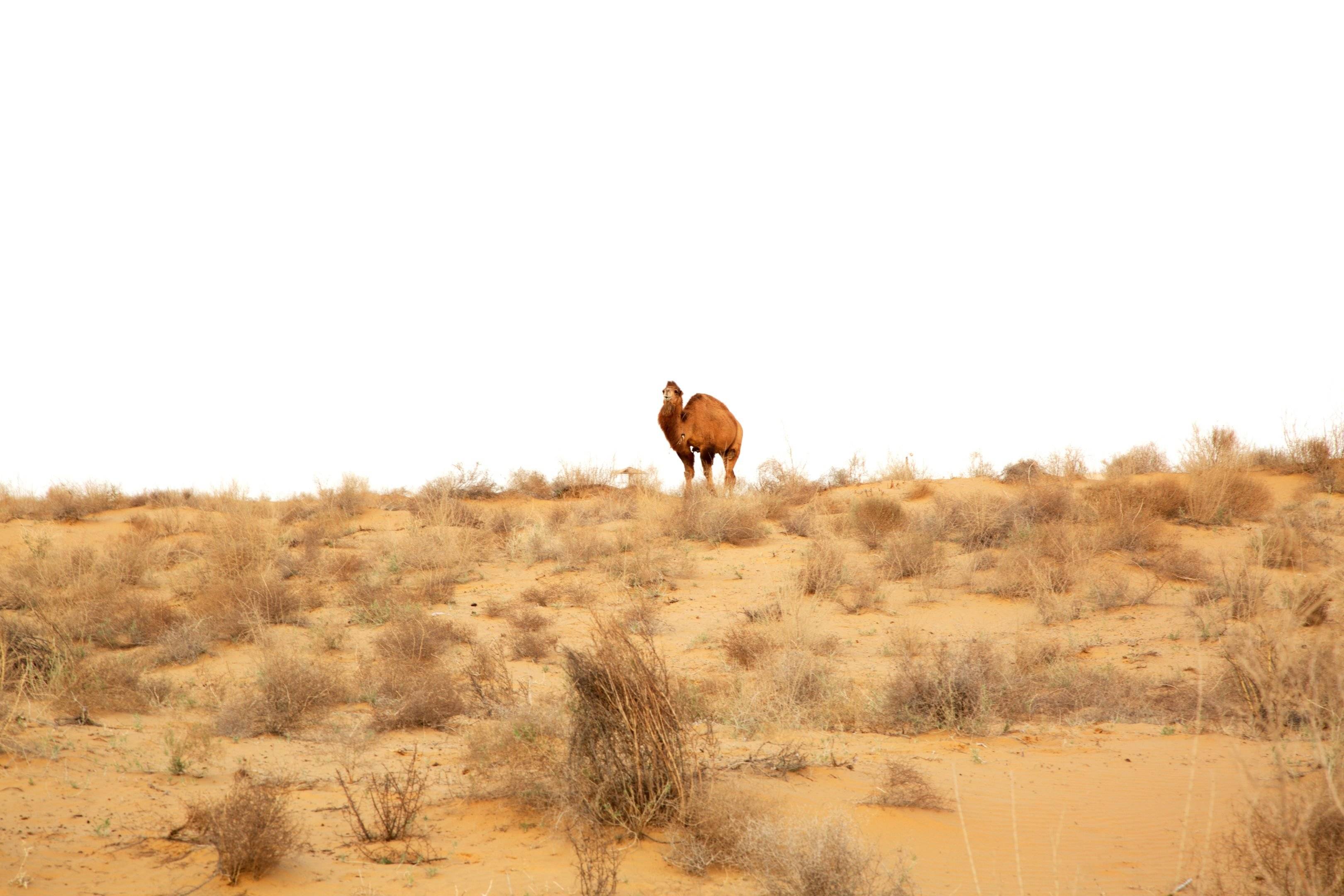 À travers le désert rouge et la steppe aride