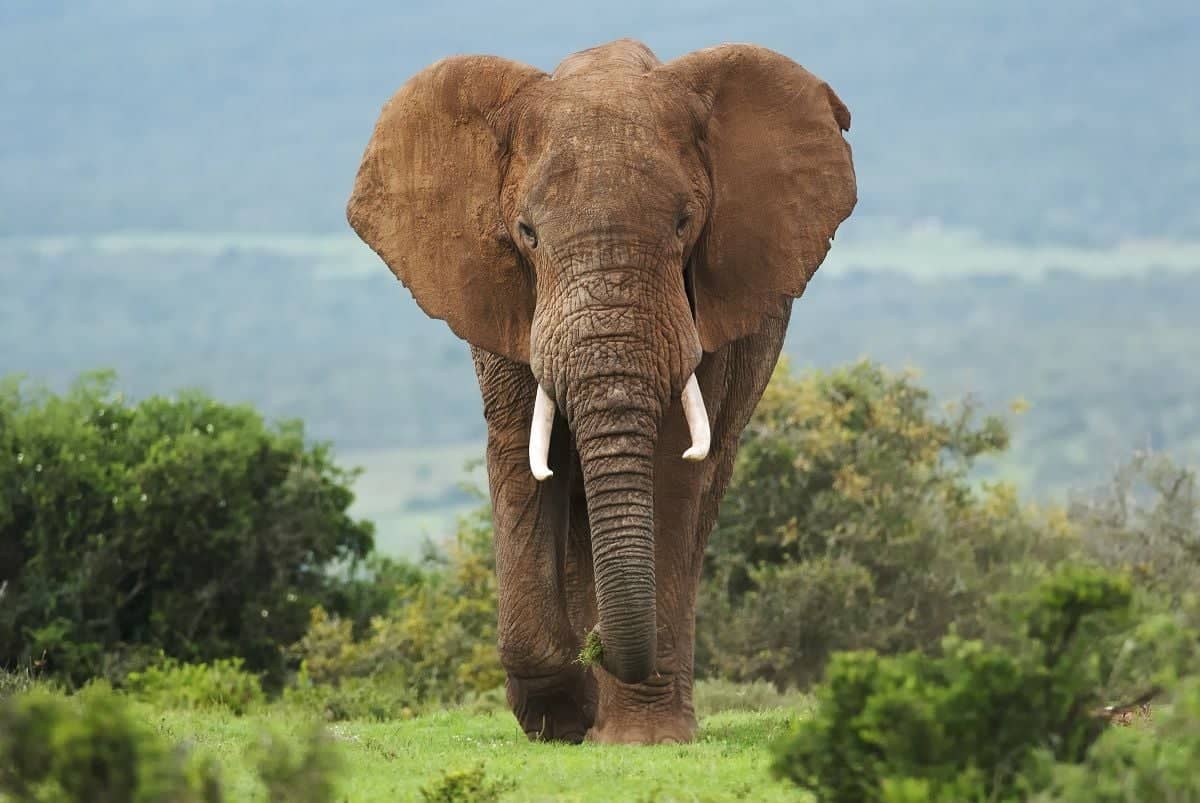 Safari à l'Addo Elephant National Park