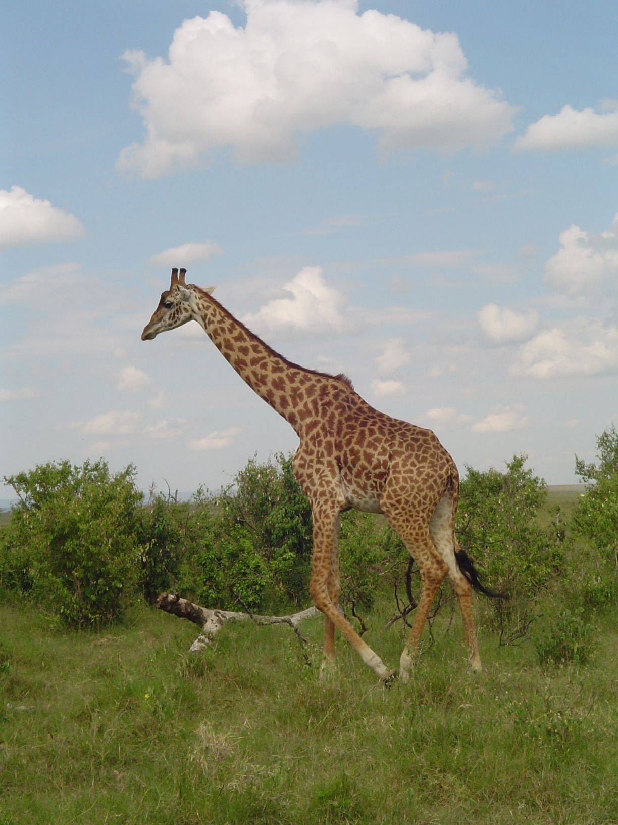 Tierbeobachtungen in Samburu 