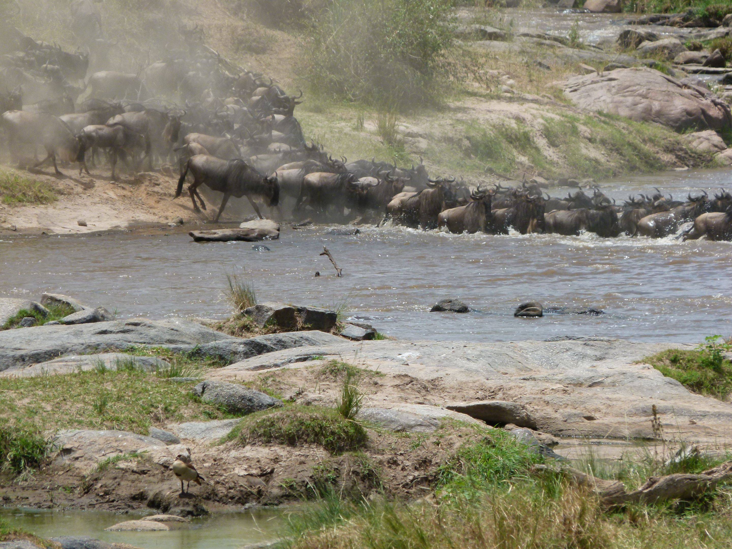 Ganztagespirschfahrt im Nyerere National Park