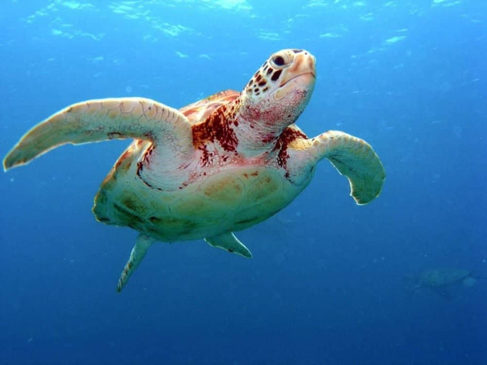 ​Snorkeling avec les tortues d'Akumal