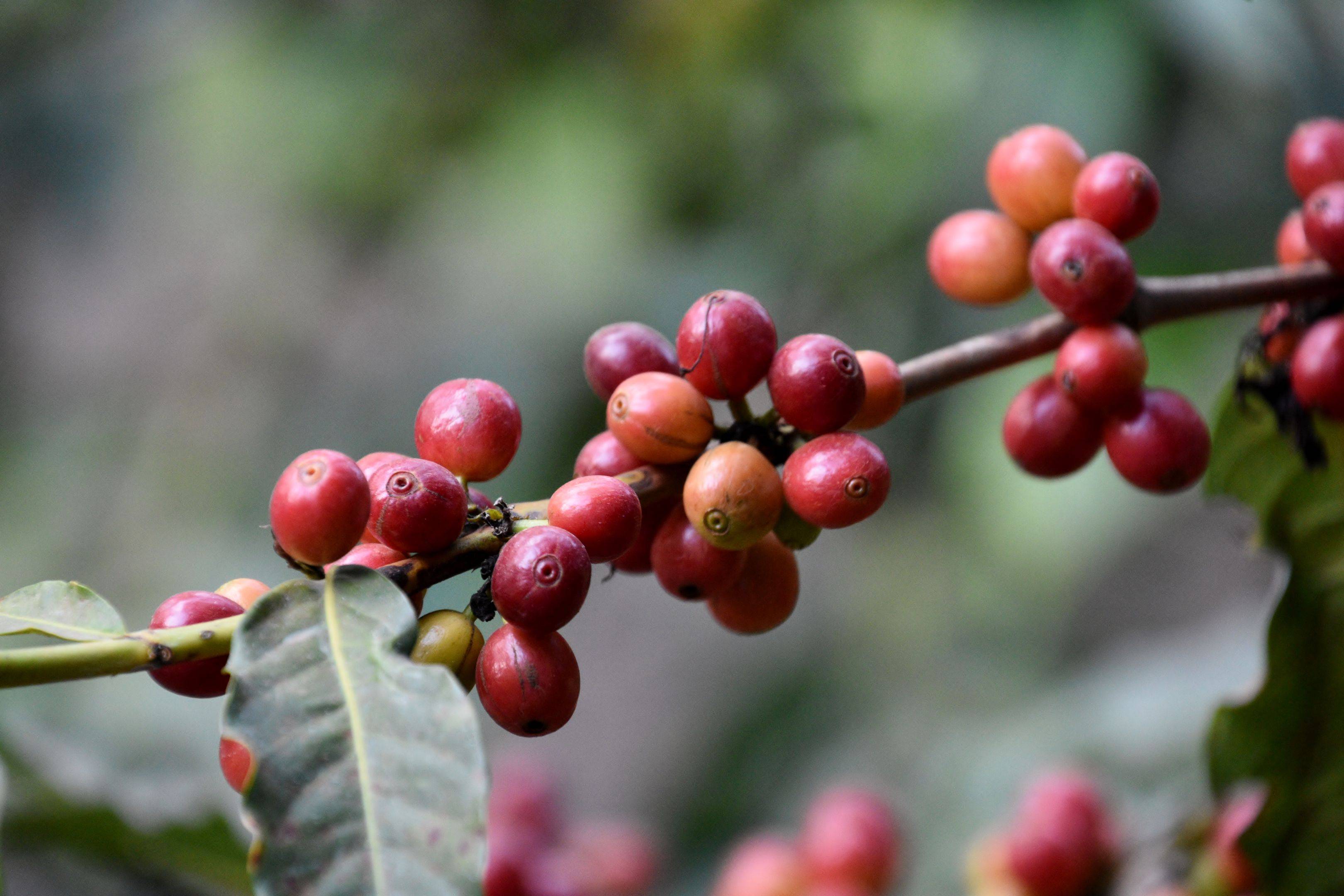 Kaffeebauernkooperative am Fuße des Kilimanjaro