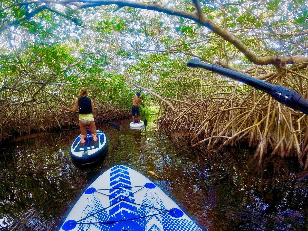 Paddle dans la mangrove sur la rivière Huach