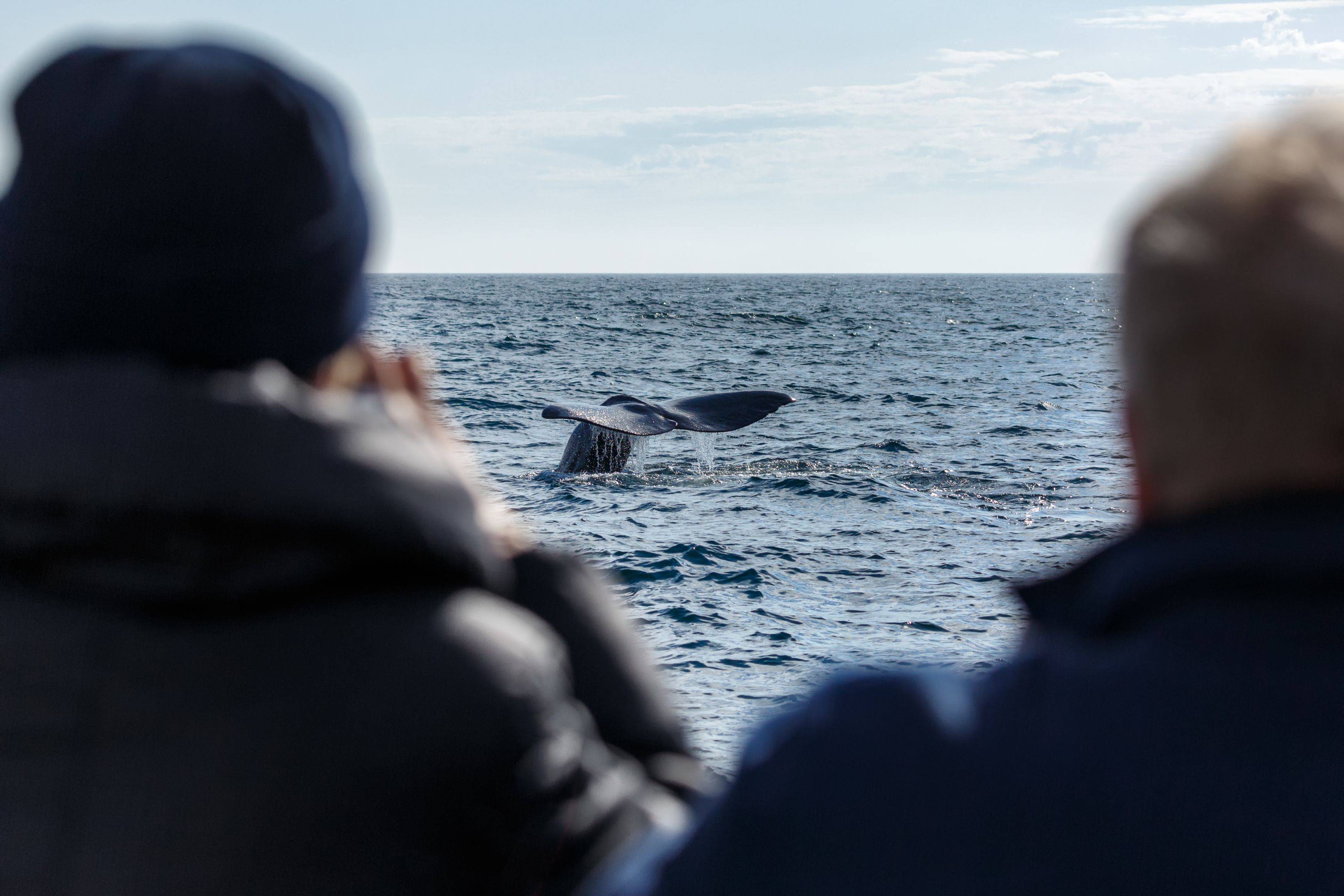 ​Croisière d'observation des baleines