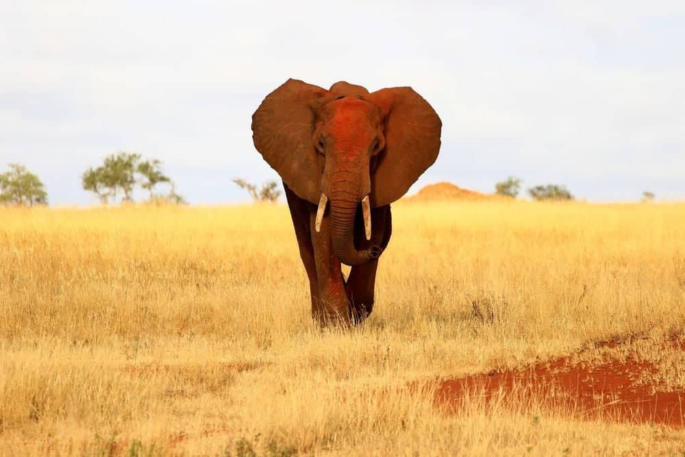 Die Roten Elefanten im Tsavo West Nationalpark