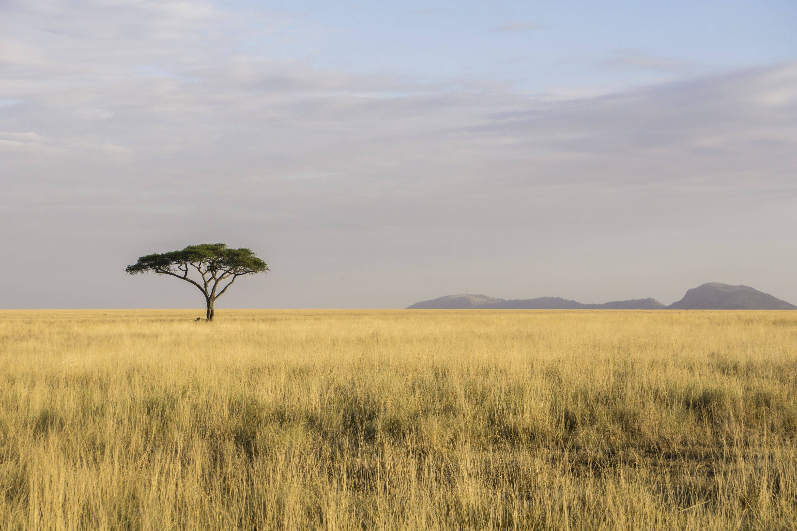 Ein Tag in der unendlichen Weite der Serengeti