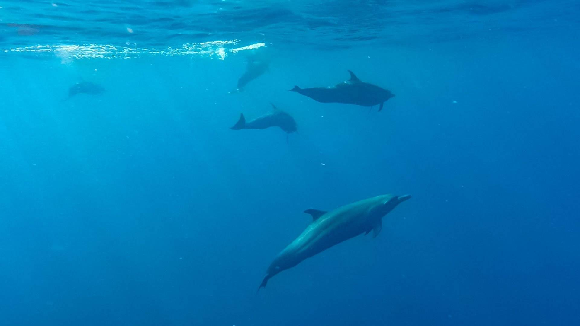 Balade en mer à la recherche des dauphins et des baleines