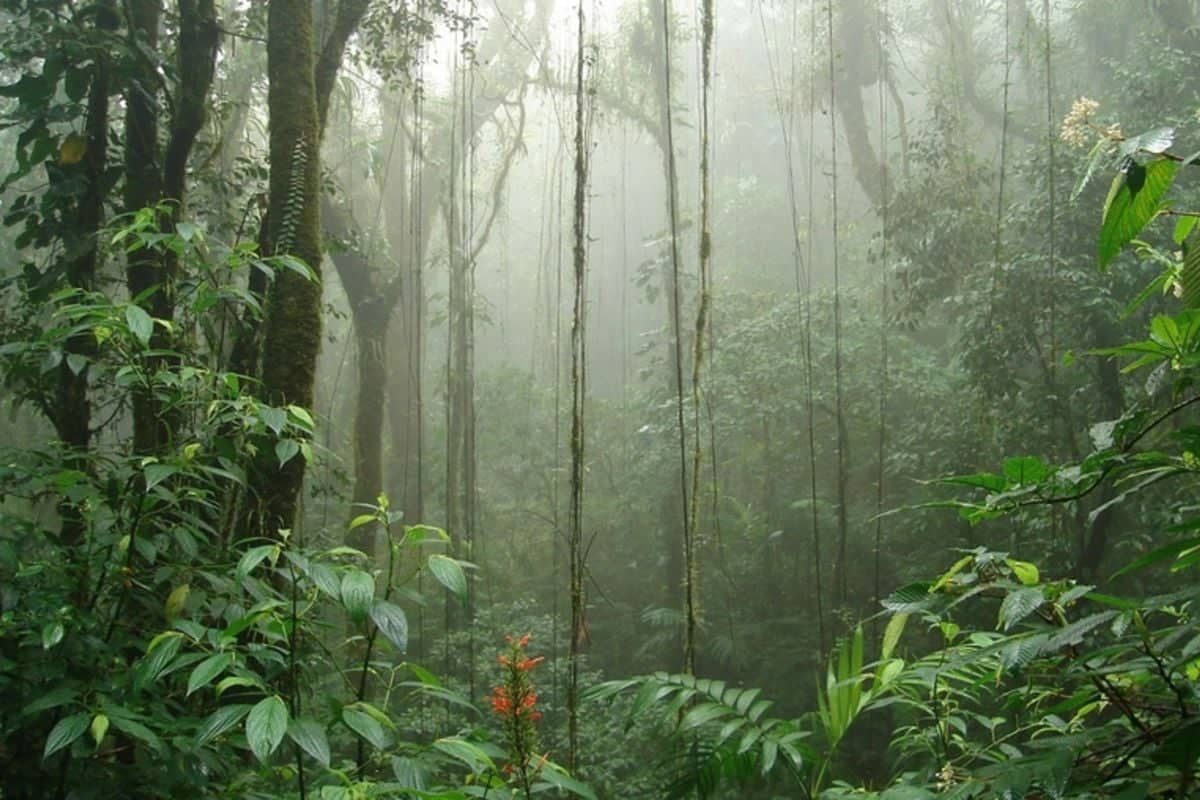 De Samara à la réserve de Monteverde