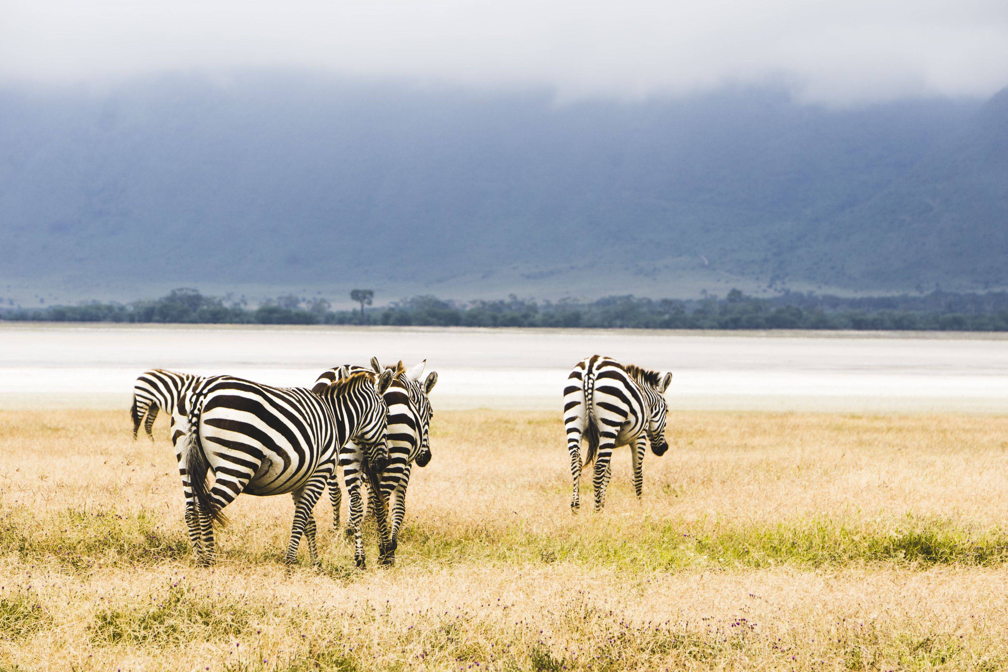 Ngorongoro Krater Tour - UNESCO Weltnaturerbe und ein besonderes Highlight