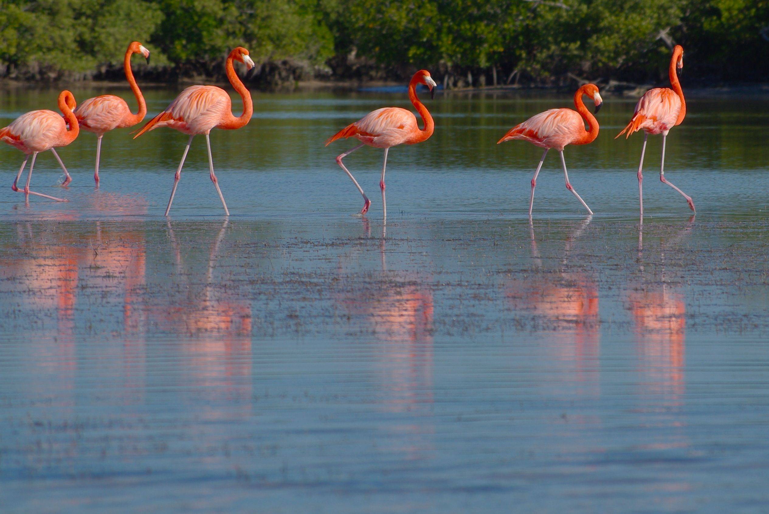 Pinke Flamingos, Las Coloradas & Ek Balam 