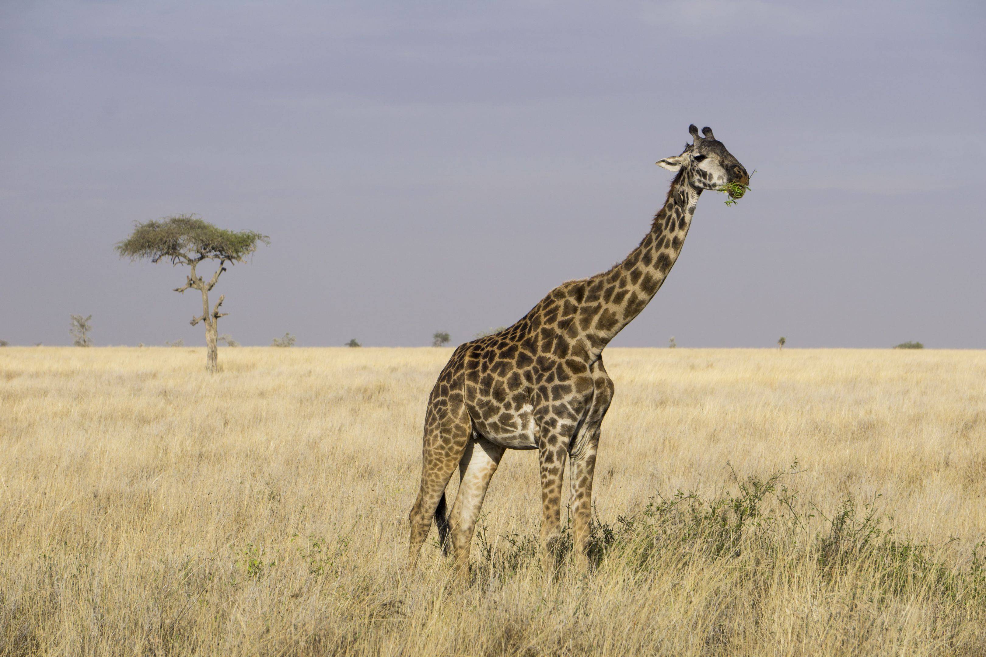 Auf den Spuren von Grzimek im Serengeti Nationalpark