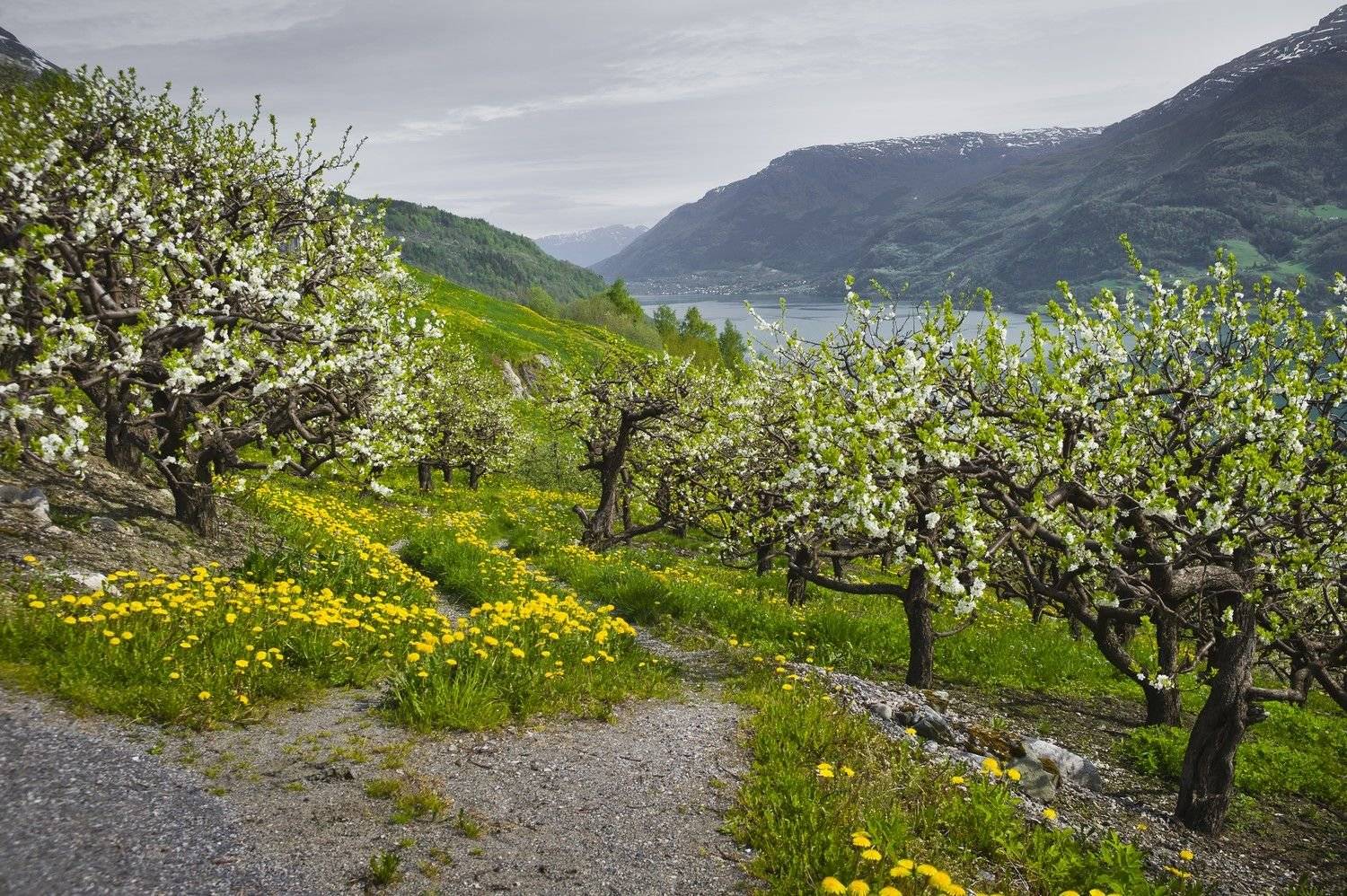 ​Découverte de Hardangerfjord, ​verger de la Norvège