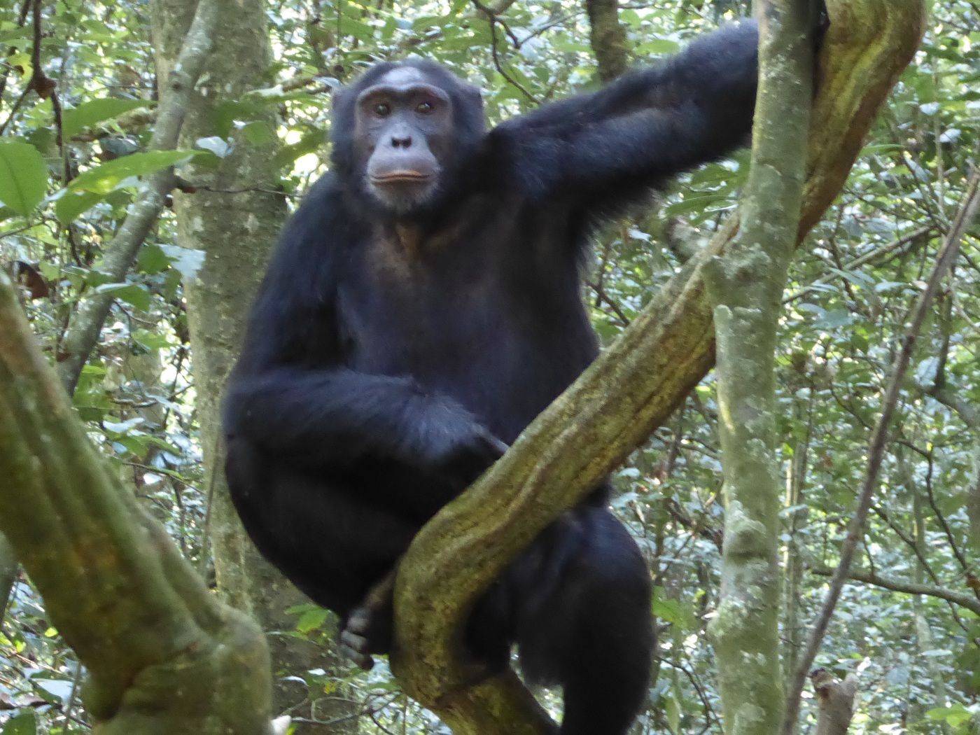 Besuch bei den Schimpansen 