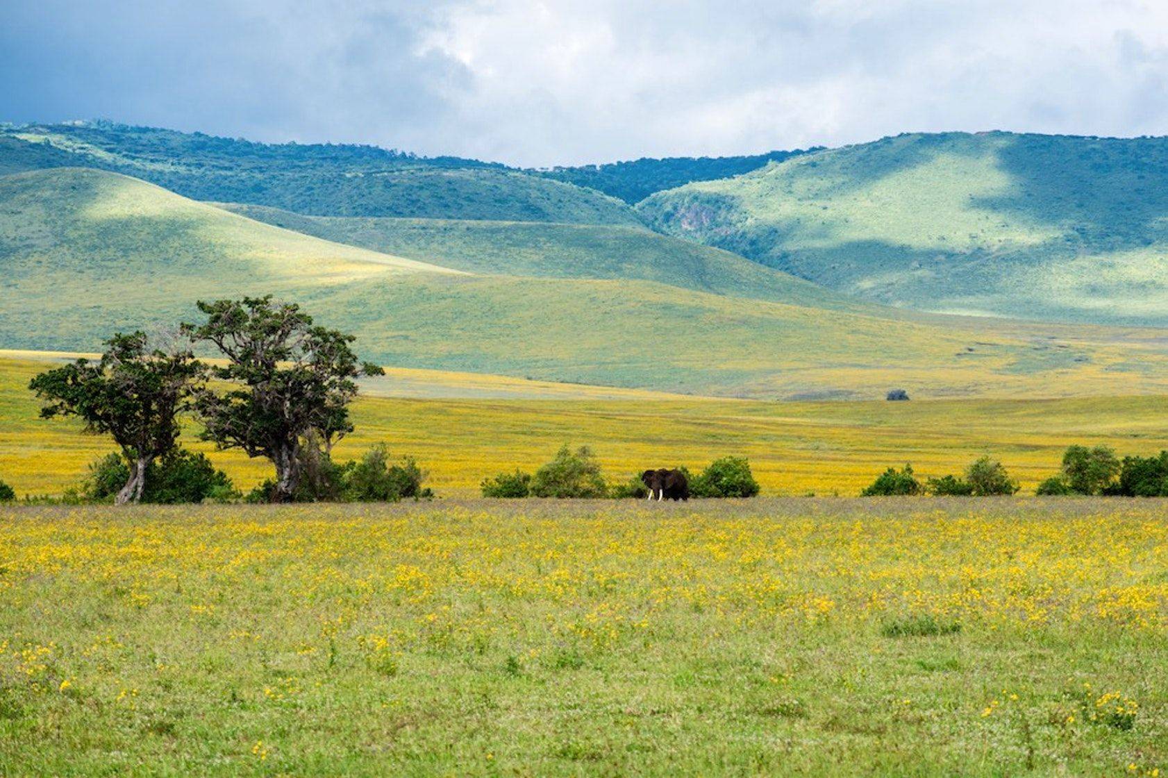 Exploración del Cráter del Ngorongoro y encuentro con una familia maasai