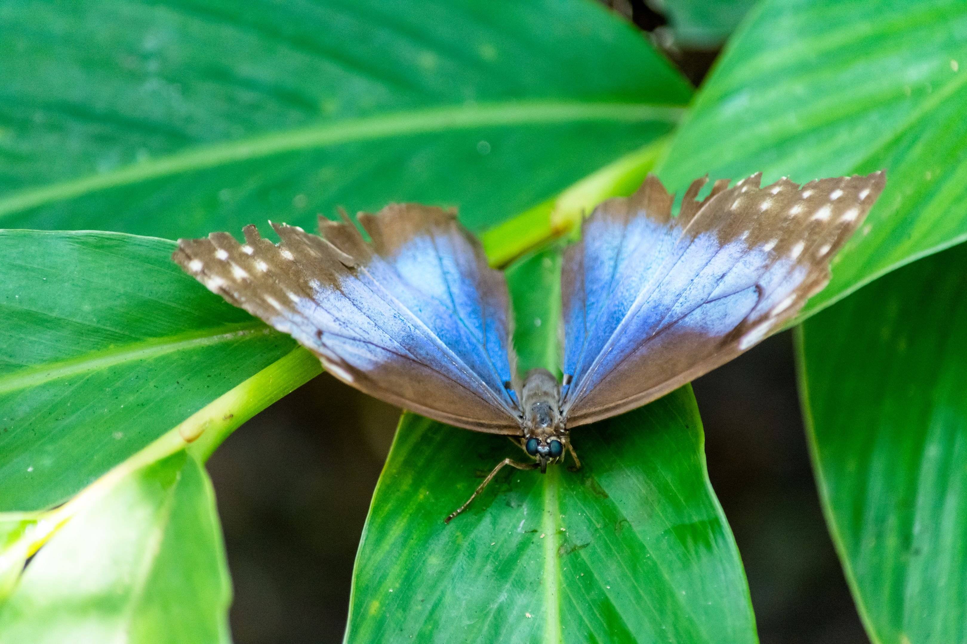 Visite de la serre aux papillons et des jardins tropicaux de Tortuguero