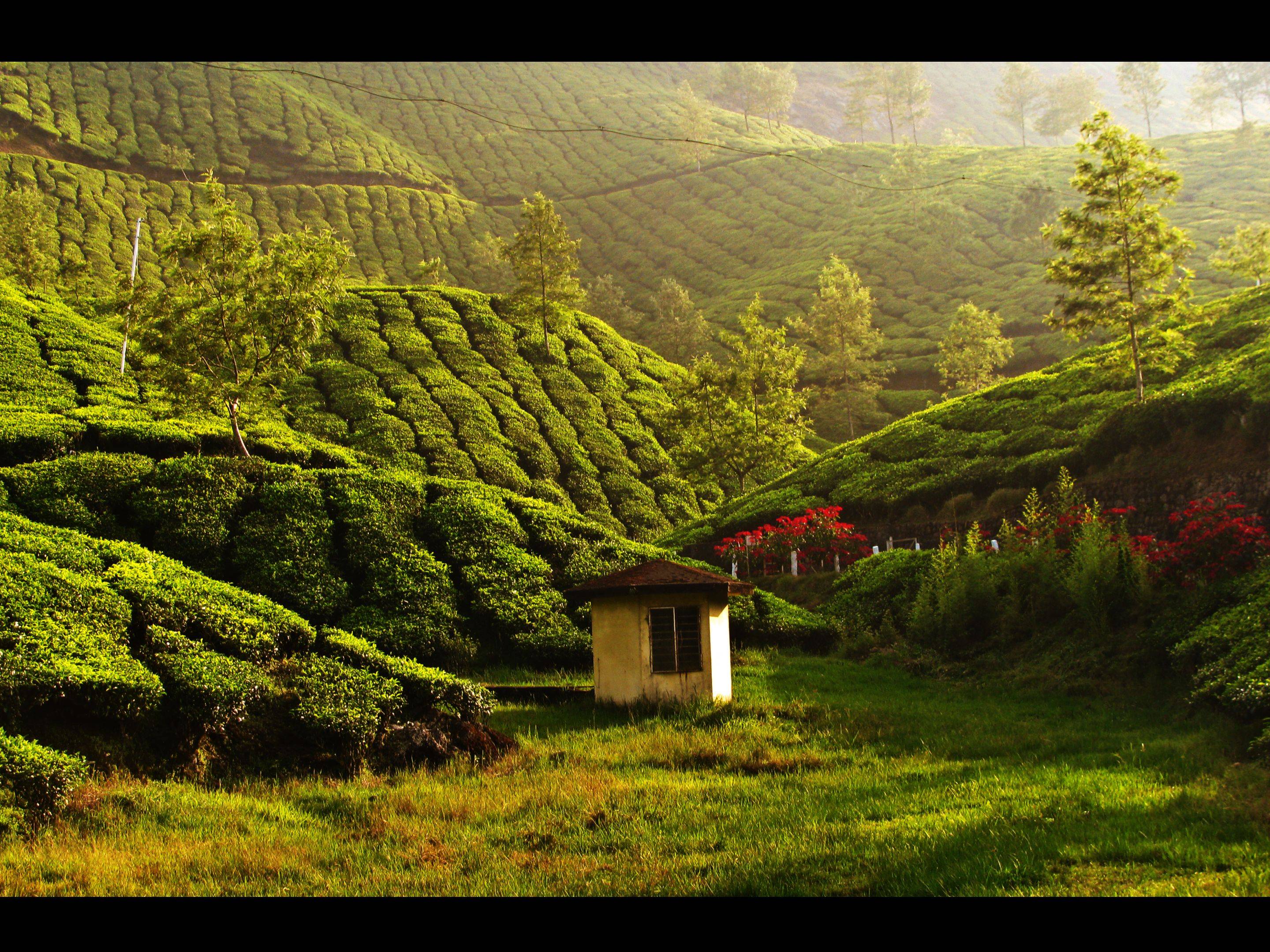 Munnar e le sue piantagioni di tè