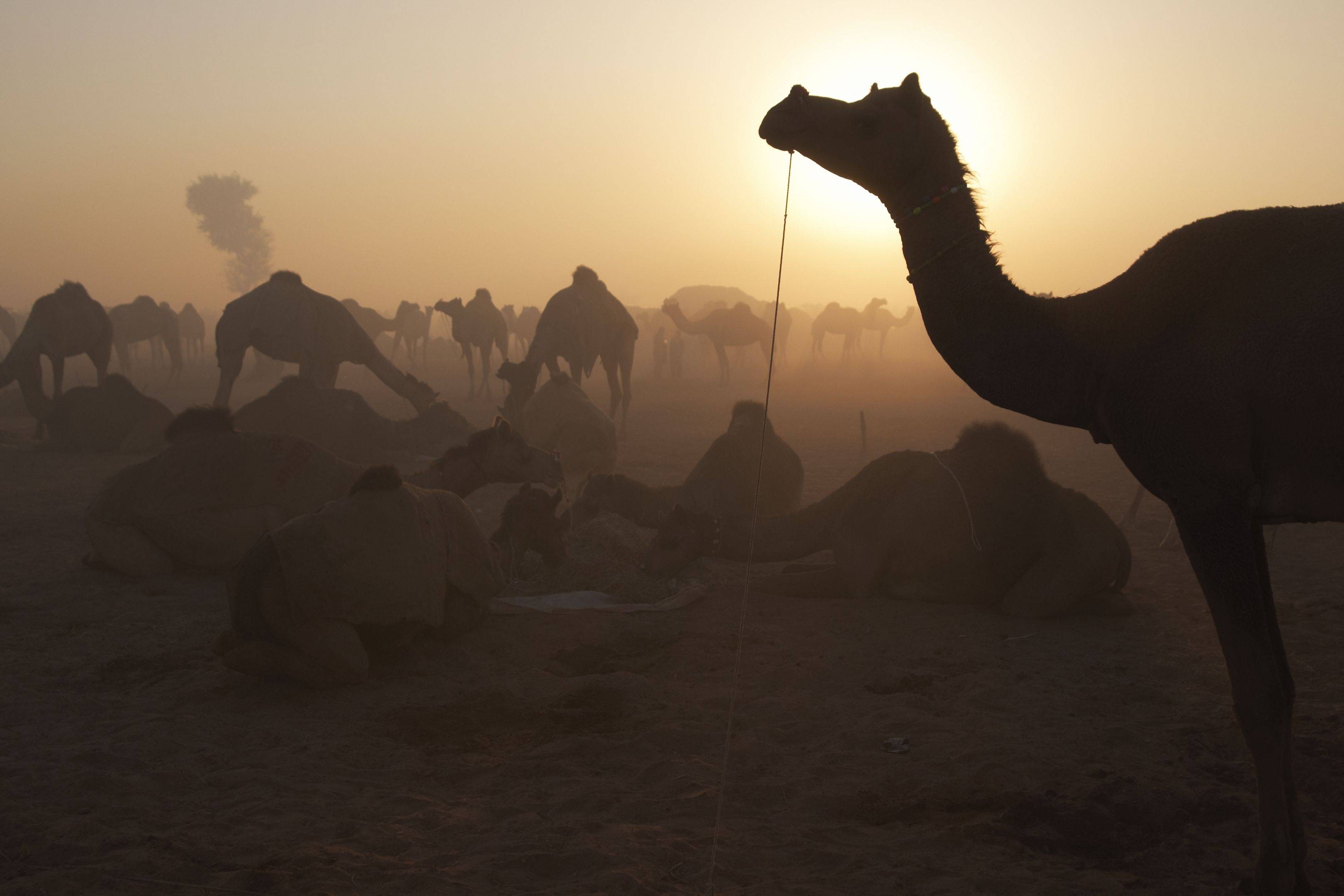 Bikaner et ses chameaux