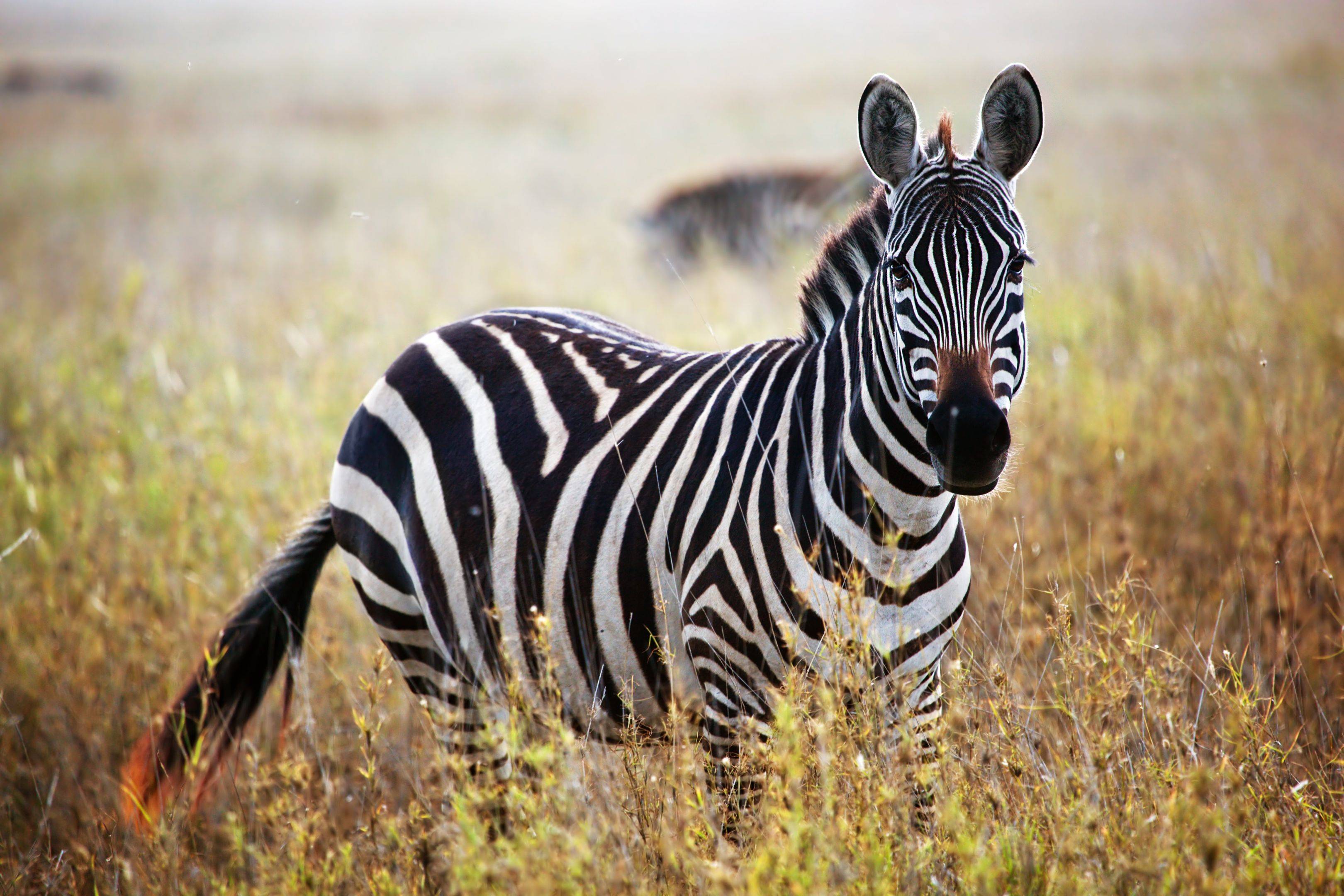 Découverte du célèbre parc du Serengeti