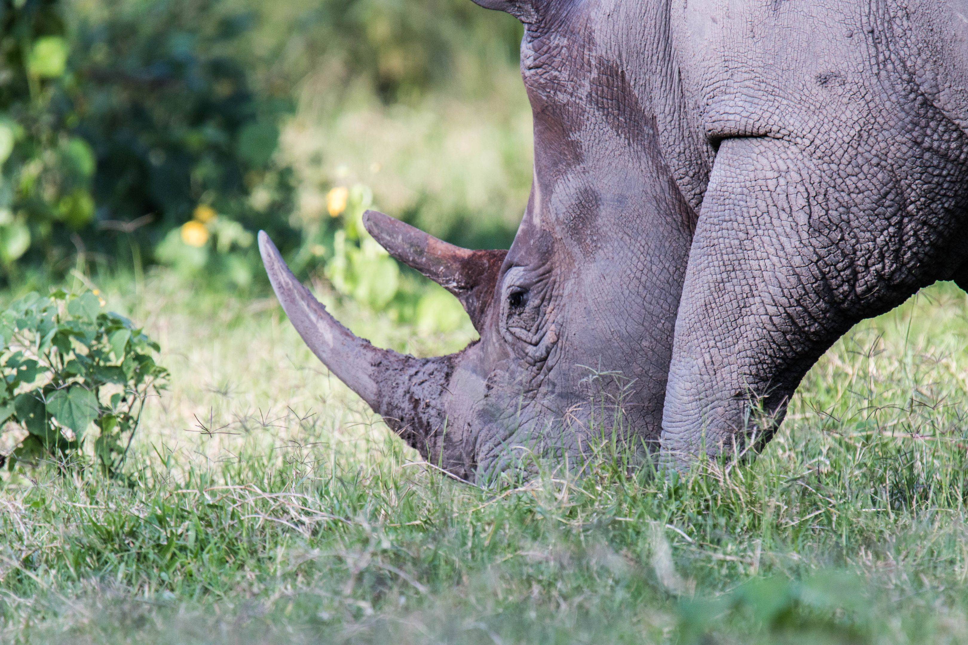 Fahrt zum Ziwa Rhino Sanctuary