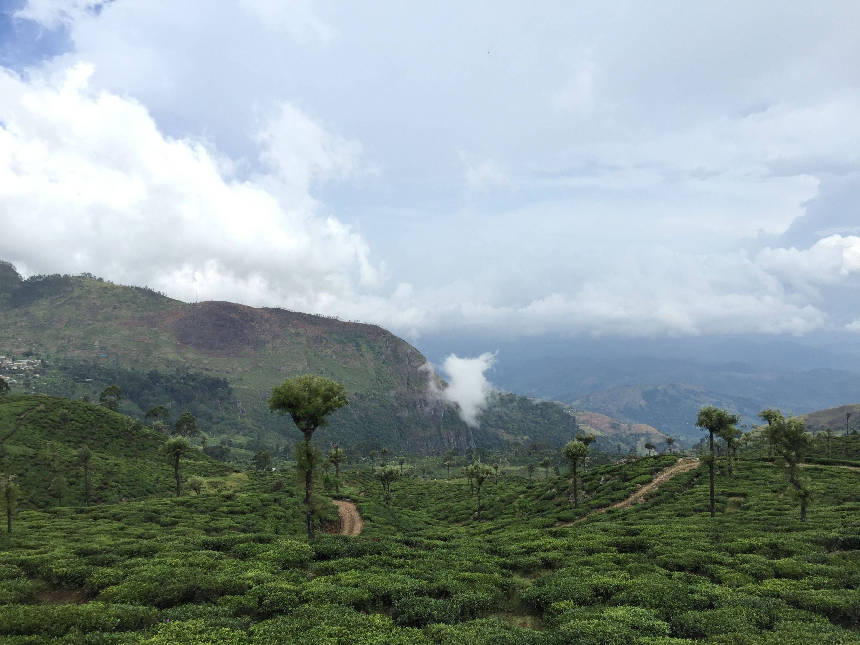 Wanderung in den Teeplantagen