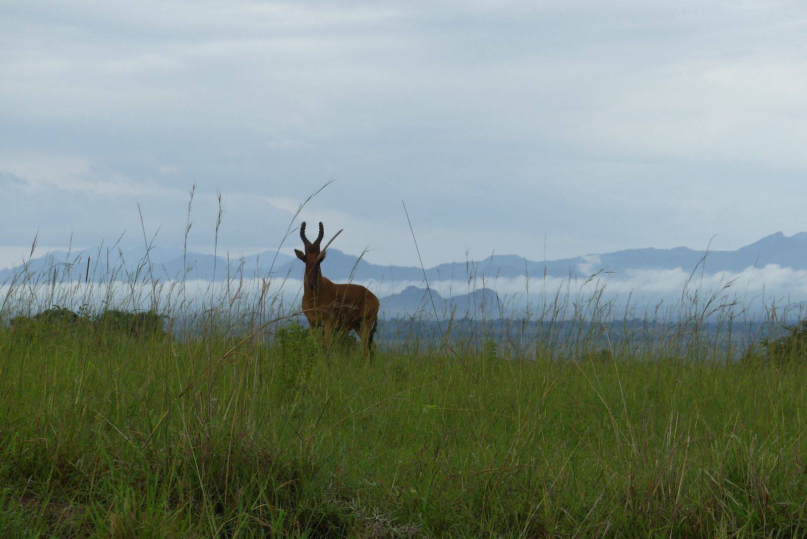 Kidepo Valley Nationalpark 