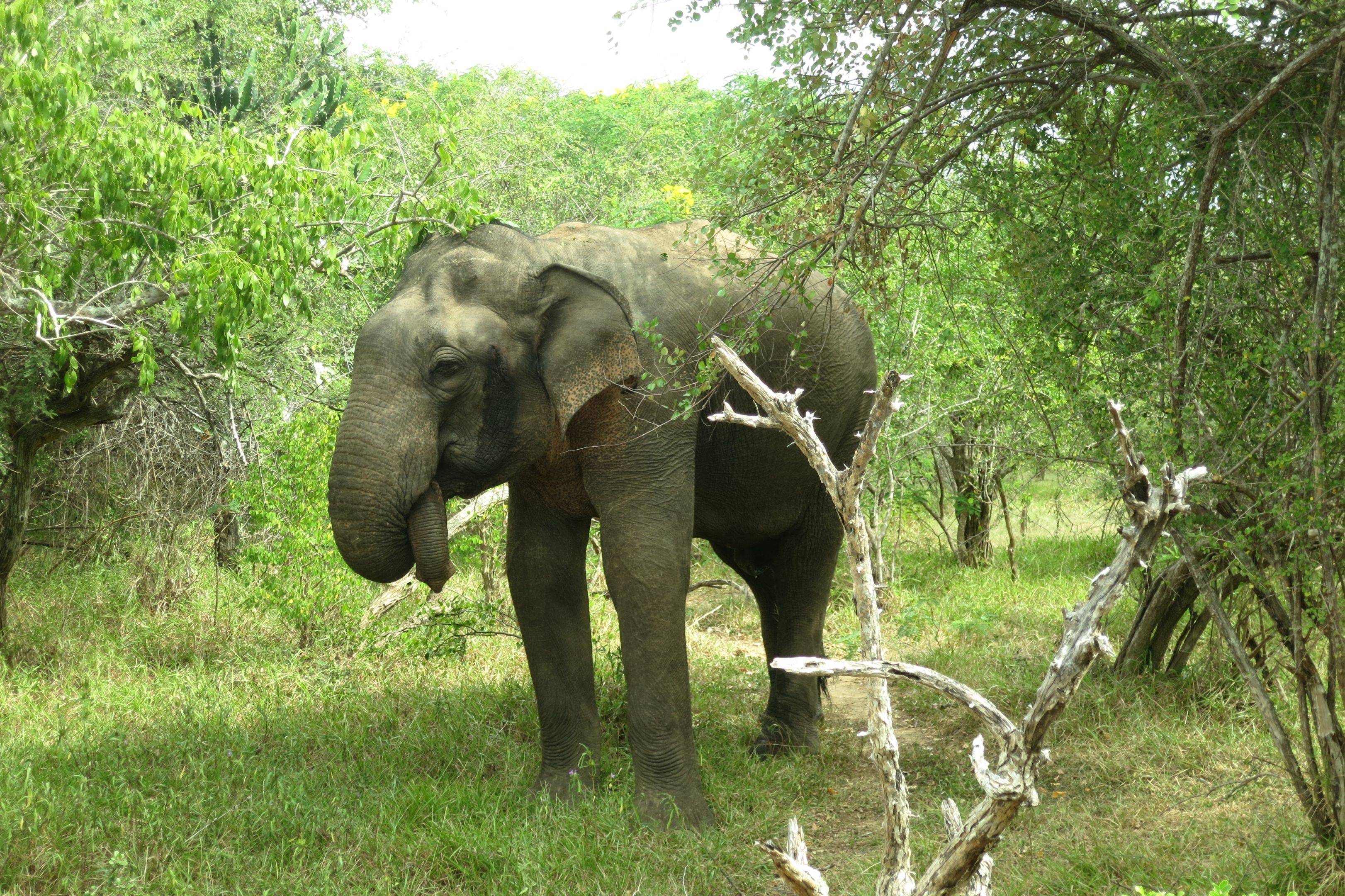 Fütterung der Elefantenkinder 
