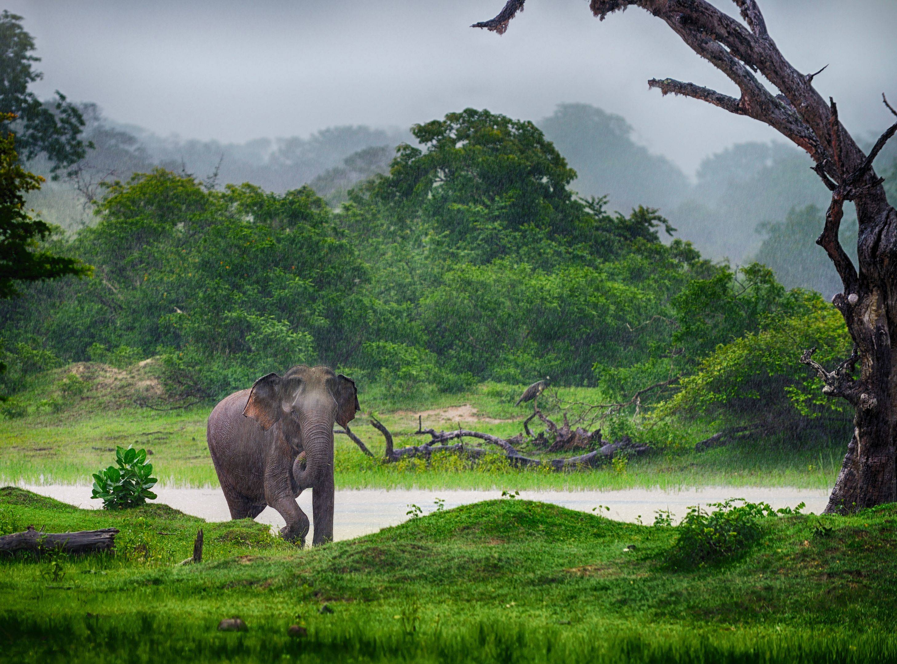Kandy Stadtbesichtigung und Begegnung mit Elefanten
