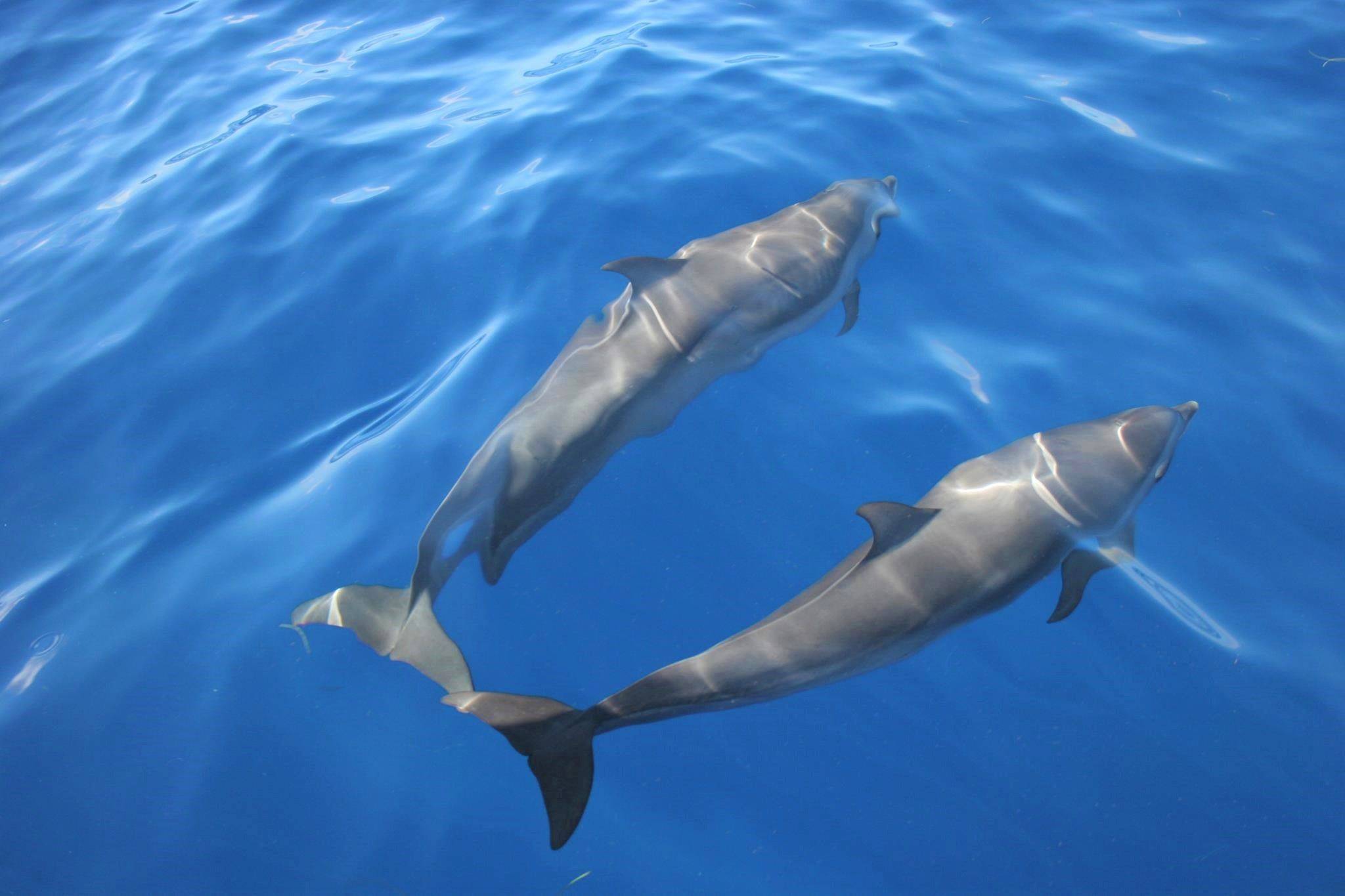 A la rencontre des dauphins en catamaran