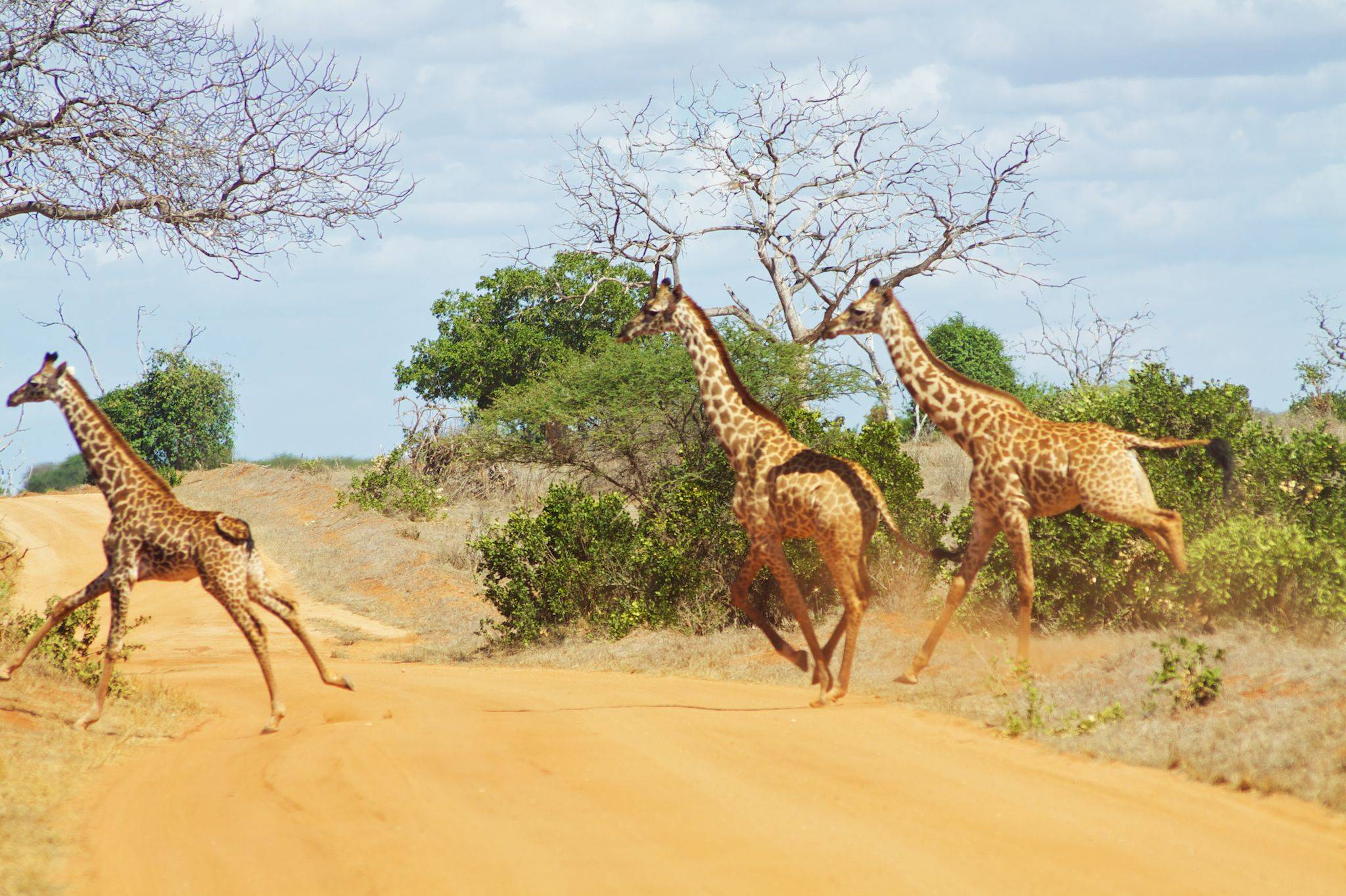 Safari dans le parc de Tsavo Est