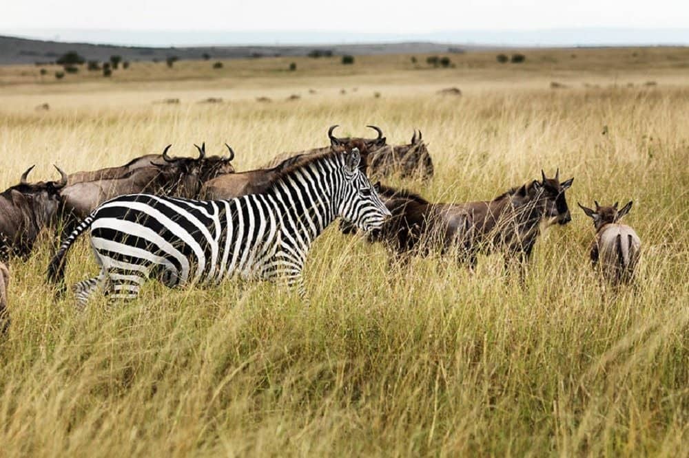 Safari inoubliable au Masai Mara