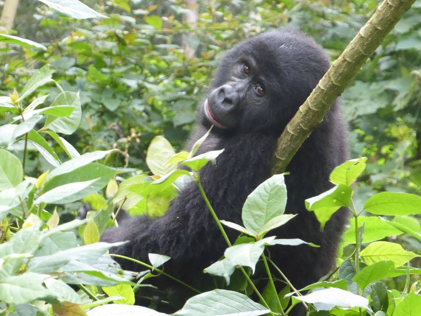 Ihr Besuch bei den Gorillas  im Bwindi Forest National Park