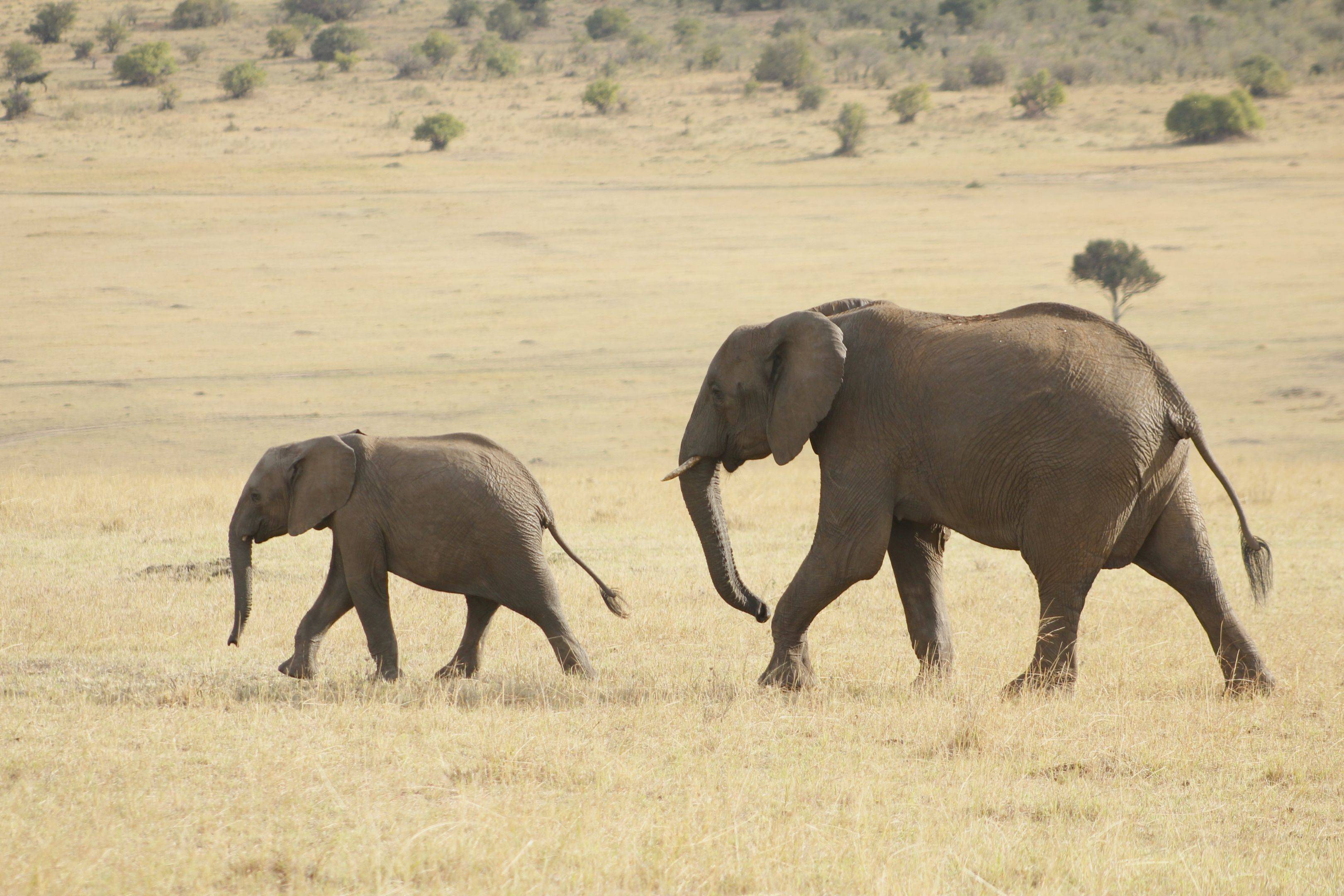 Riserva nazionale Masai Mara